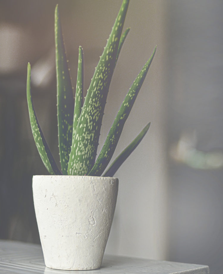 Aloe Vera