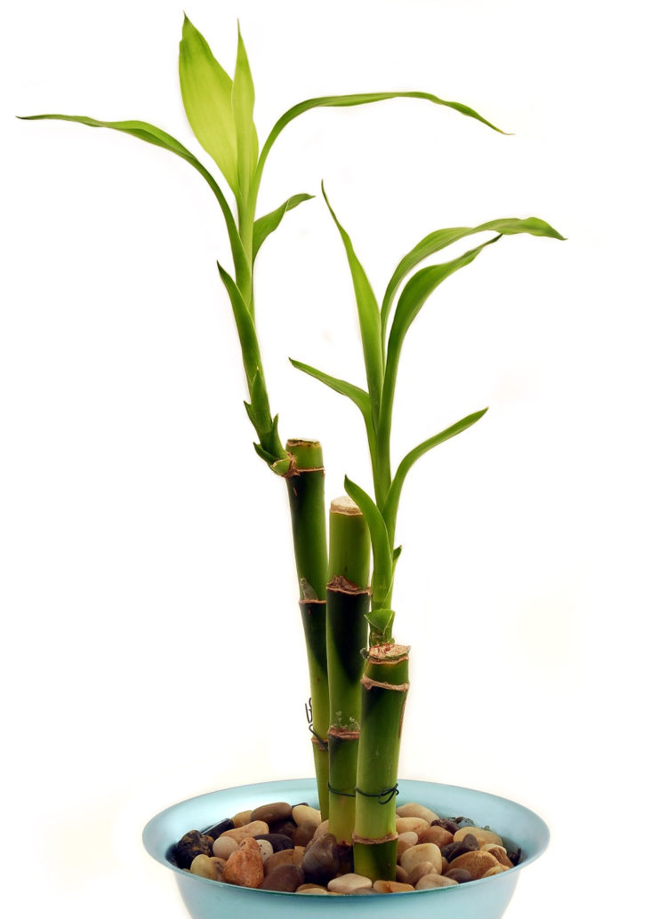 Plantas de interior que purifican el entorno y son bombas de oxígeno