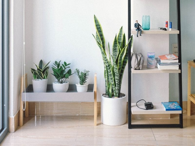 En vez de tirar a la basura las cáscaras de huevo, revisa estos usos increíbles