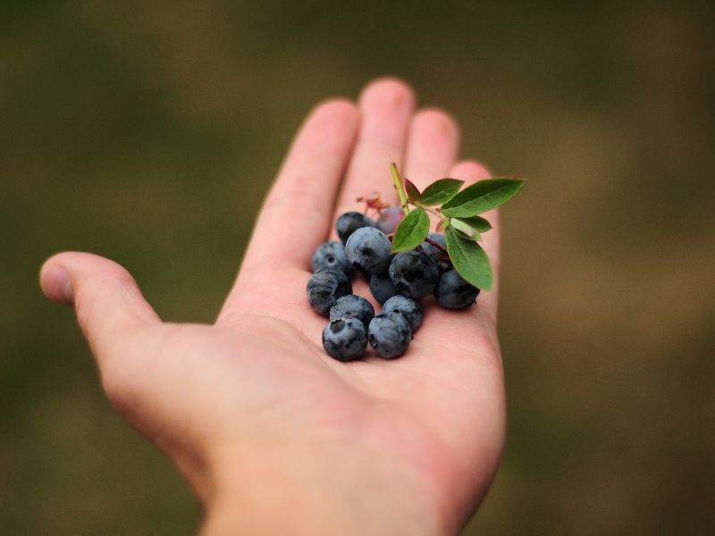 Incluye estos alimentos en tu dieta para fortalecer el cabello