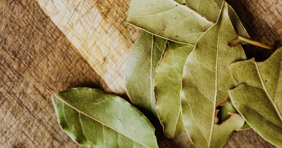 Hojas de laurel conoce los beneficios de tomar esta infusión