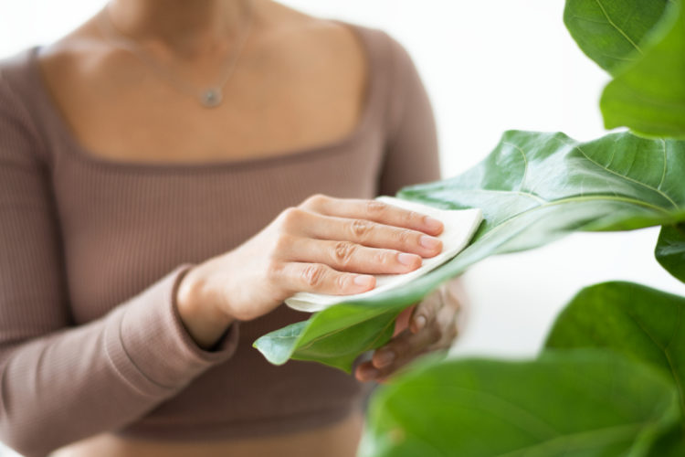 Conserva las hojas con soluciones caseras libres de químicos